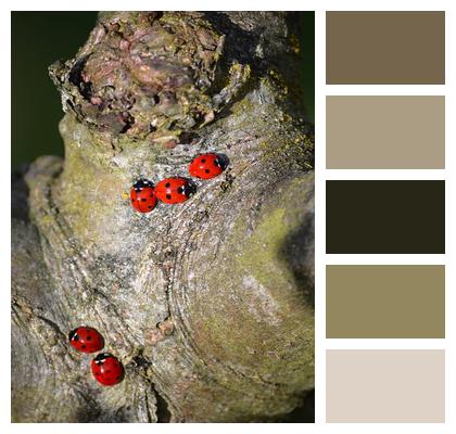 Tree Tree Trunk Ladybug Image